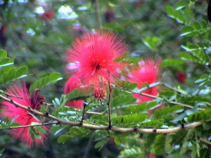 červené květy, které nejvíce přitahují kolibříky