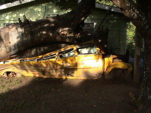 školní autobus pod kmenem padlého stromu v Botanické zahradě v Roseau