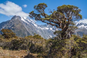 Pohled z Key Summit u Milford Road